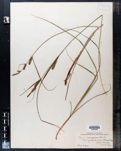 Carex lanuginosa