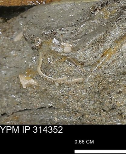 undet. Mollusca
