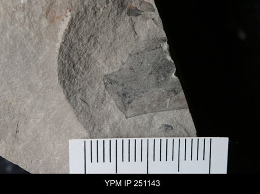 undet. Eurypterida