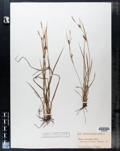 Carex conoidea