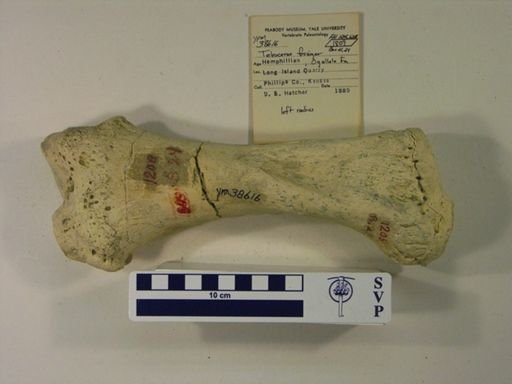 Teleoceras fossiger