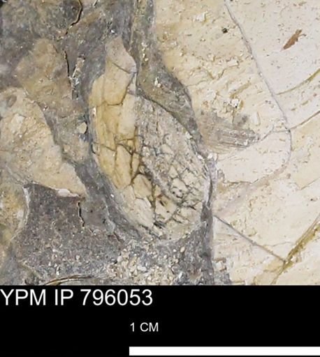 Spisula elliptica