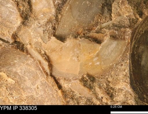 Protocardia subquadrata