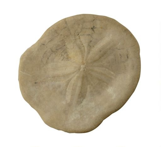 Clypeaster rogersi