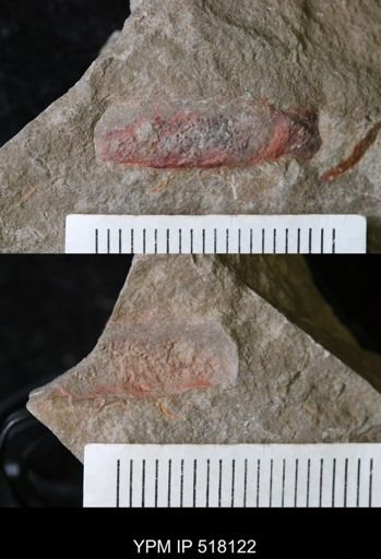 undet. Arthropoda