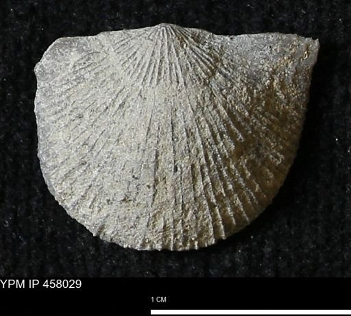 Strophodonta sp.
