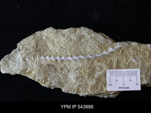 Archimedes sp.