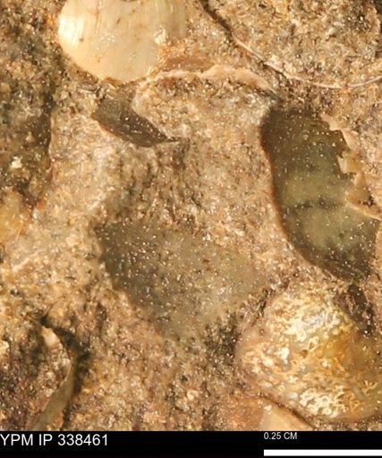 undet. Mollusca