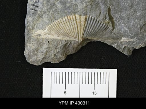 Mucrospirifer mucronatus