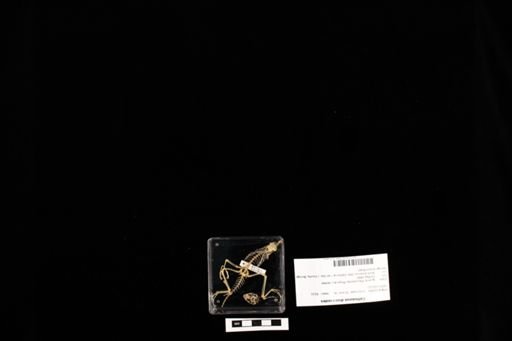 Callisaurus draconoides