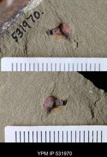 undet. Porifera