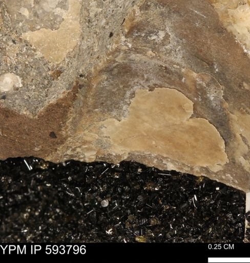 undet. Mollusca