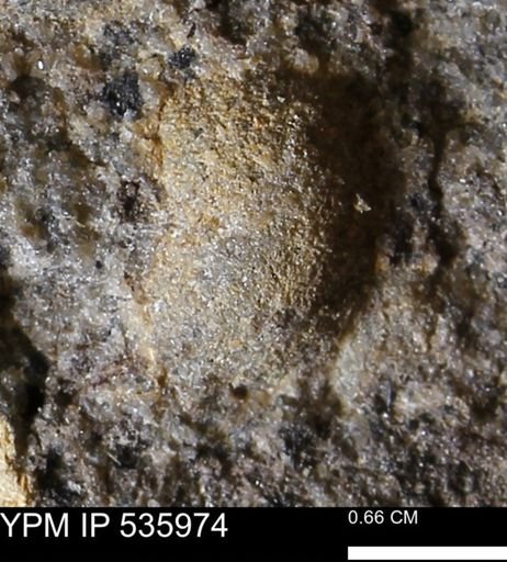 Goniobasis tenuicarinata