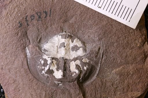 Euproops danae