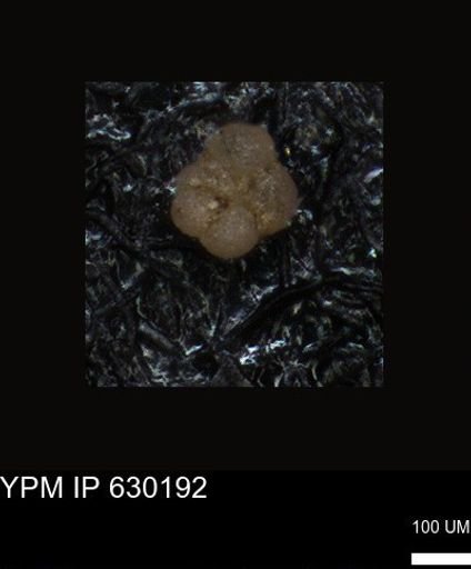 undet. Foraminiferida