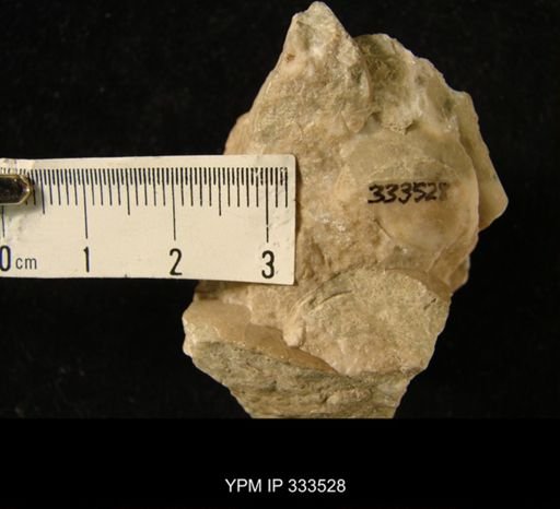 Bronteus cf. laticauda
