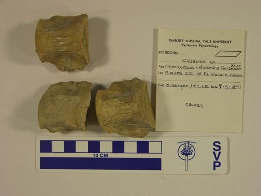 Clidastes sp.