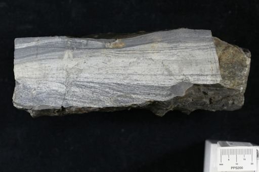 Ichnofossil