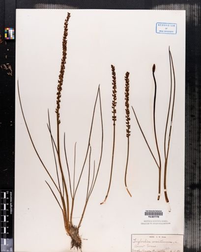 Triglochin maritima