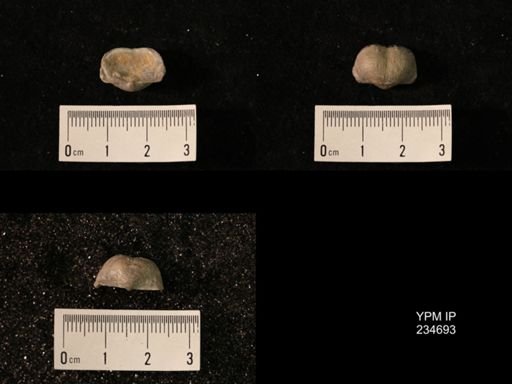 Marginifera splendens
