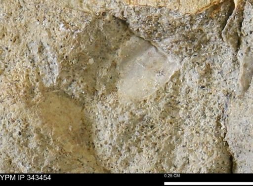undet. Mollusca