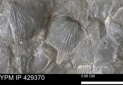 Devonochonetes scitulus