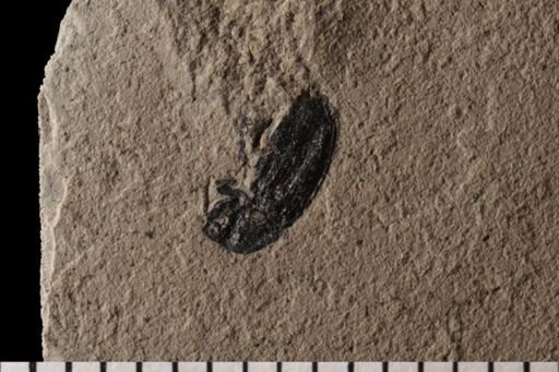 Curculionidae