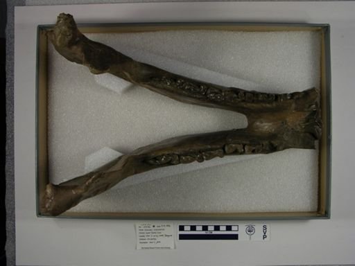 Nesodon imbricatus