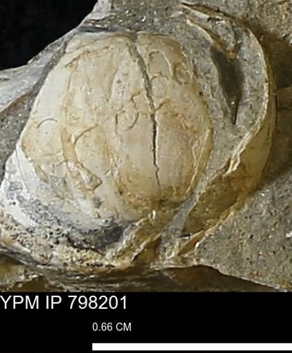 Euspira