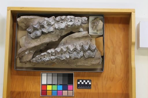 Brontotherium?