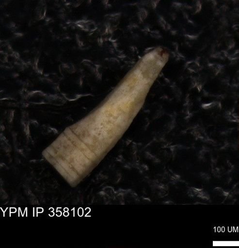 Echinoidea?