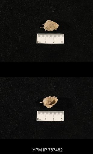 undet. Brachiopoda