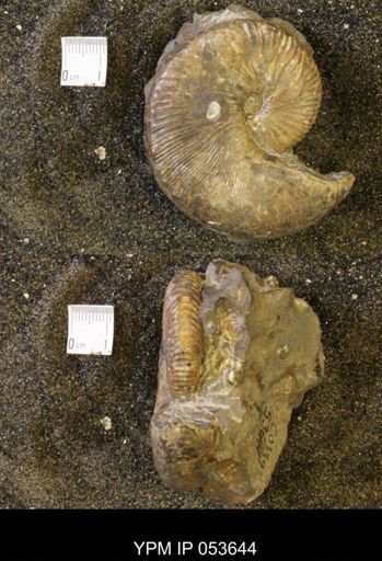 Hoploscaphites nicolletii
