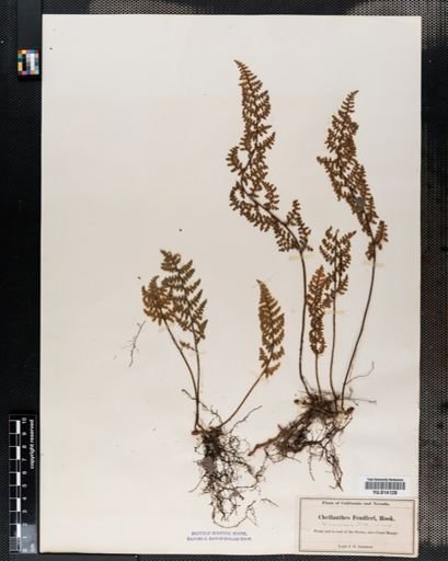 Cheilanthes