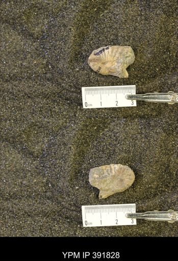 Scaphites whitfieldi