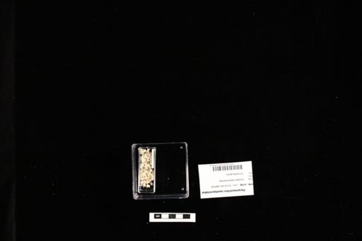 Paramesotriton caudopunctatus