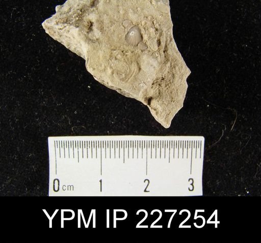 Dalmanella sp.