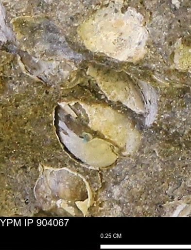 Corbulamella sp.