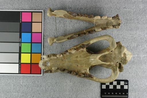 Hyaenodon horridus