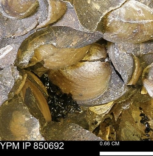 Limopsis striatopunctatus