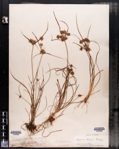 Cyperus grayii