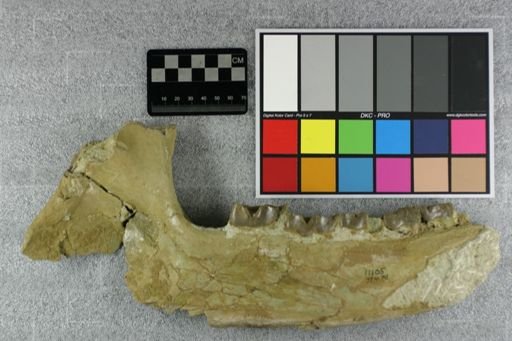 Subhyracodon sp.