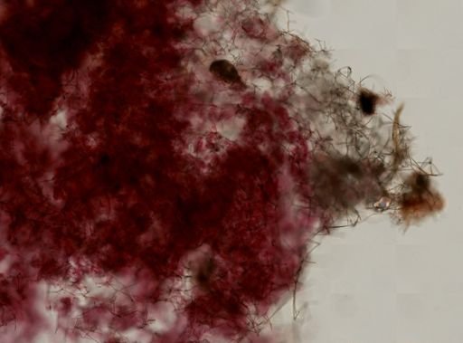 Haliclonidae