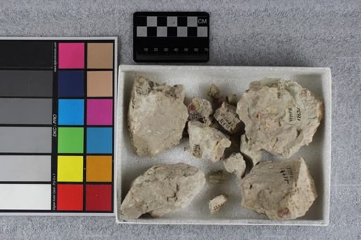Leptomeryx evansi