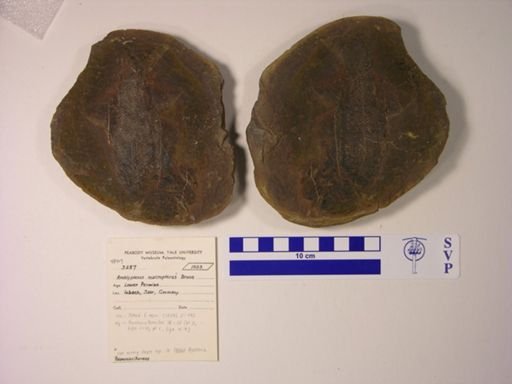 Amblypterus macropterus
