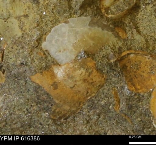 Protocardia subquadrata
