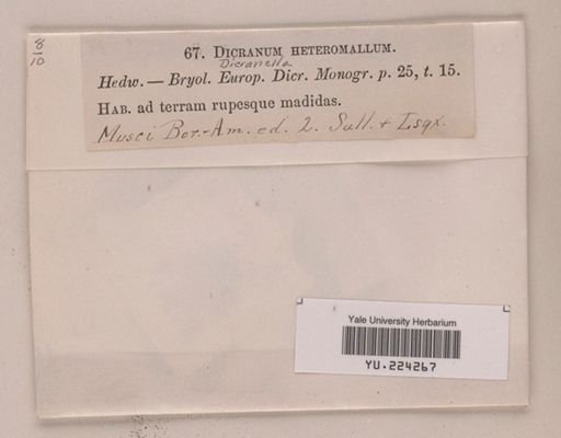 Dicranella heteromalla