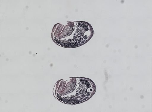 Plagiostomum cinctum