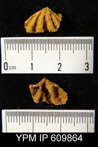Megakozlowskiella sp.