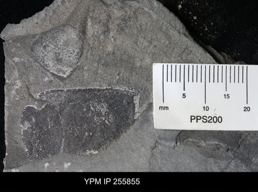 Eurypterida